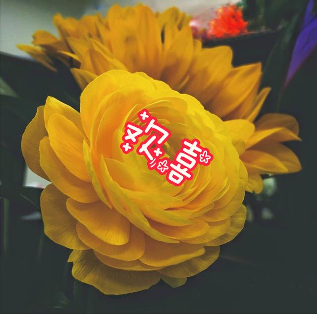 一花一草一世界，一花一草一世界 唯美句子（一花一草一世界）