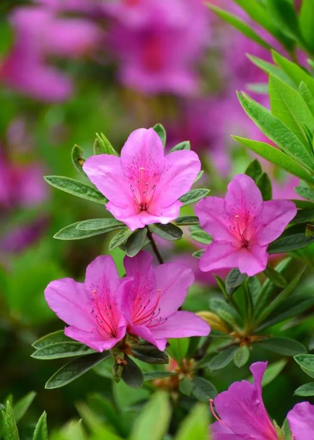 杜鹃花的花语是什么意思呢，杜鹃花要开了......