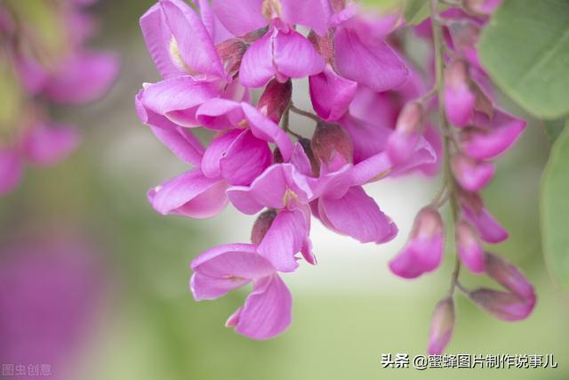 一束鲜花一份温馨一种愉悦，一束鲜花一个春天