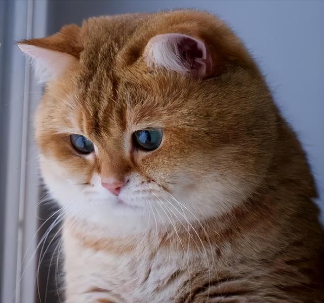 猫咪开心的表现，猫咪最机灵的6个表现