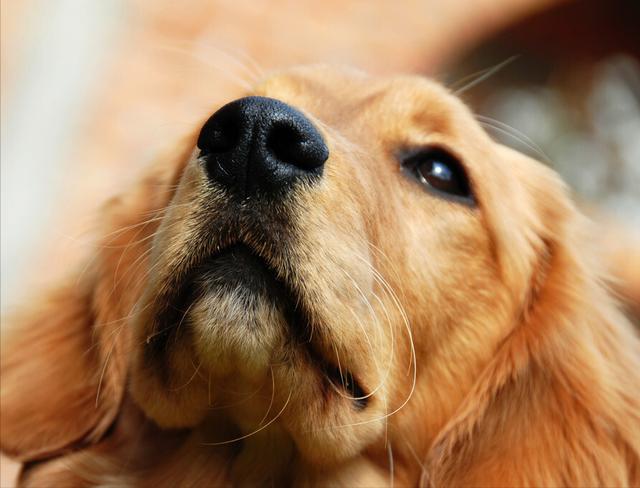 关于狗狗的习惯和特点，关于狗狗的这四个习性