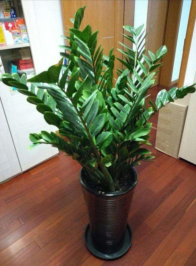 室内可以养的十大吉祥花，5种吉祥花