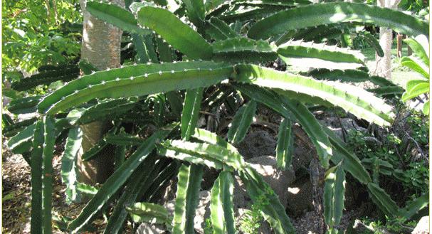 仙人掌的生长过程，仙人掌植物的生长过程