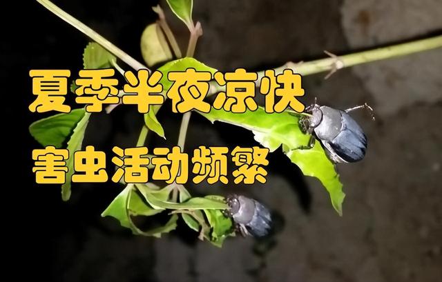 虫害防治新窍门，叶子油绿没有黑点了