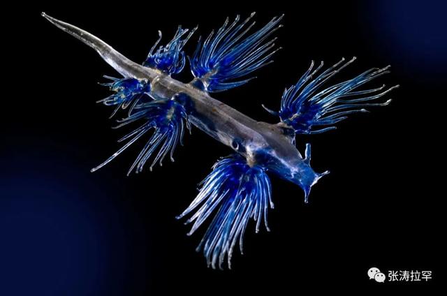 6种长相奇特的动物，千奇百怪一眼销魂