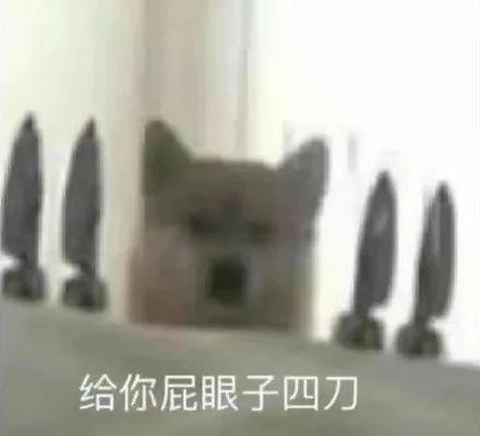 可爱小狗表情包，可爱表情包大全狗子