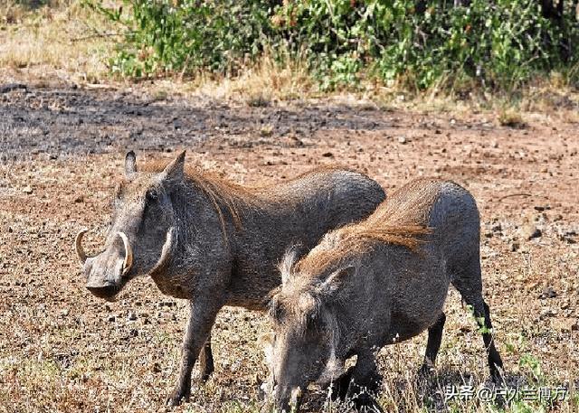撒腿就跑和硬刚，钓鱼时爬地虎闹窝怎么办