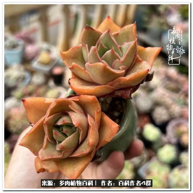 好养的容易上色的景天科多肉，景天科常见多肉图鉴不完全版D系列