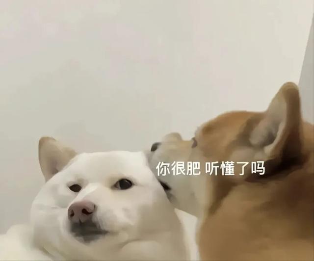 特别困的表情包抖音，表情，为什么你每天这么困