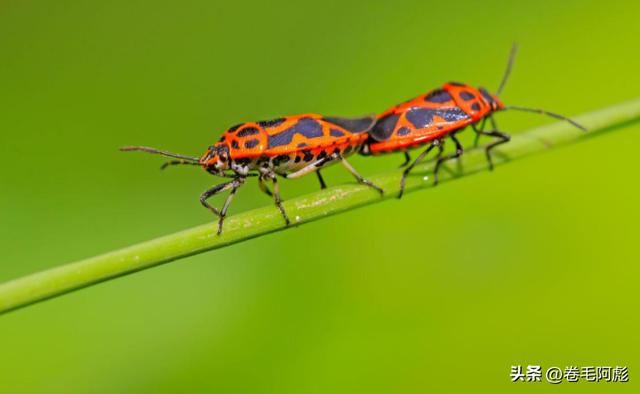 猫咪进化成猫颈鹿，雄性动物有多拼