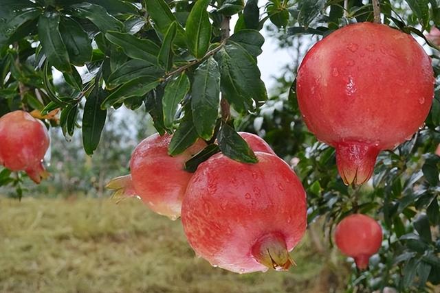 云南产什么水果，云南水果种类及名称