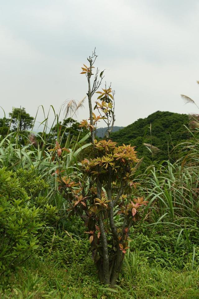 关于深圳梧桐山简介，深圳之巅——梧桐山