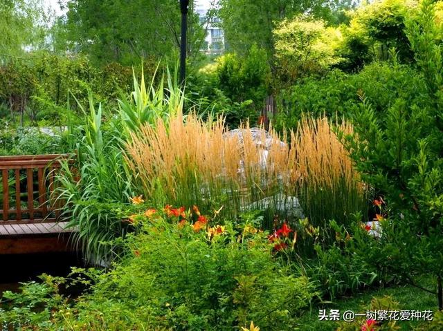 适合庭院养的草花，25种观赏草观叶赏花