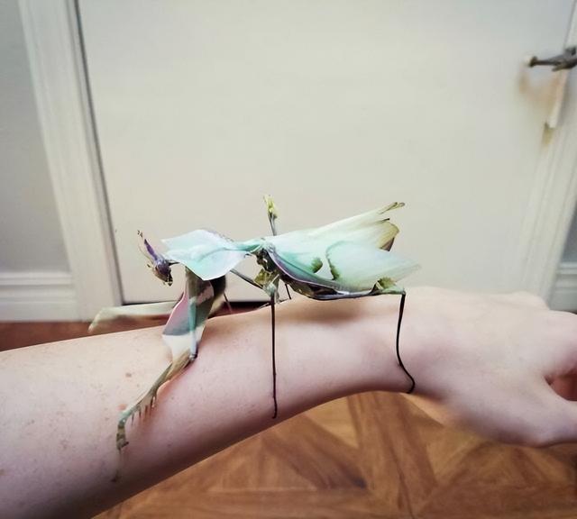 世界上十大最奇怪昆虫，花螳螂被认为是最美丽的昆虫