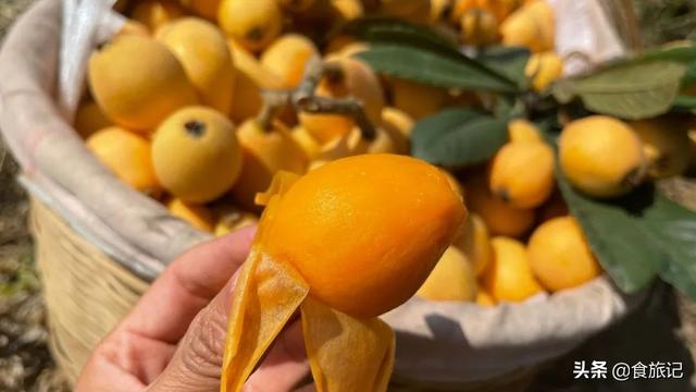 同样是大五星枇杷，四川米易枇杷几月成熟