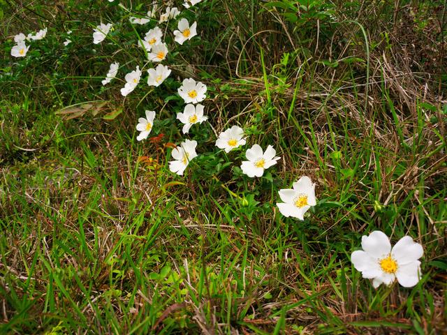 白色山茶花图片，野山茶花是怎样的（每日春花，山茶花）