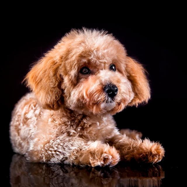 贵宾犬怎么养才不会被惯坏，泰迪犬<贵宾犬>怎么养才听话