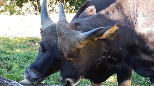 世界上最大的野牛有多重，云南发现8头野牛