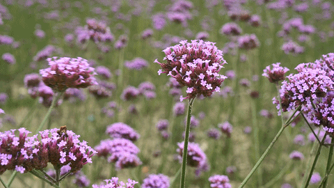 9月成都周边最适合露营，不出成都市区打卡9大露营野餐拍照地