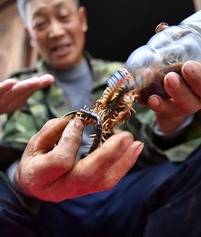 蜈蚣的天敌是什么，大蜈蚣的天敌有哪些（难道蜈蚣是蛇的天敌吗）