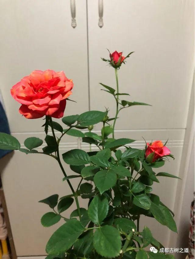 月季移栽最佳时间，月季几月份移栽最好（换一盆爆一盆）