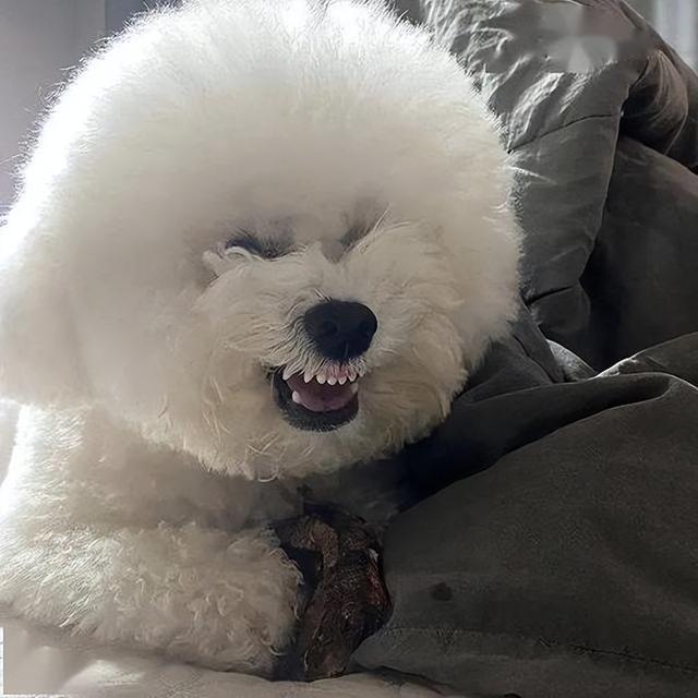 聪明的比熊表现在哪些方面，这几种表现告诉你