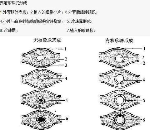 珍珠怎么形成的过程，珍珠天然形成过程（你知道“珍珠”的来历吗）