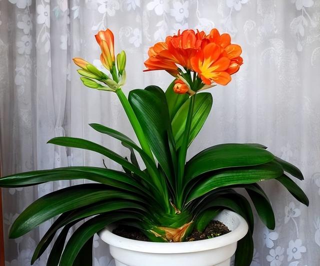 适合家里养的喜欢阳光的花，7种喜阴花