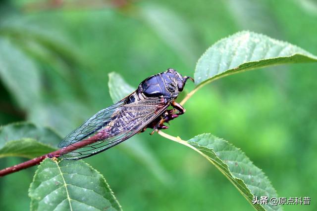 盘点童年玩过的十种昆虫，童年玩过的10种昆虫