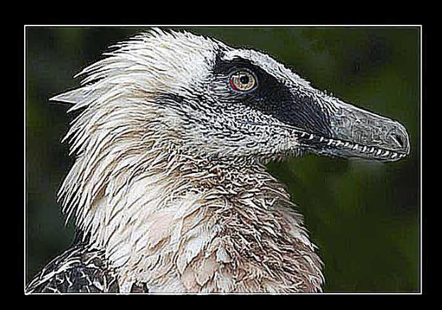 八大最强恐龙，十大著名的恐龙