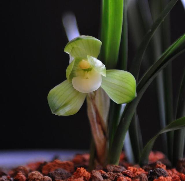 兰花的意思和寓意是什么，兰花是高洁典雅的象征