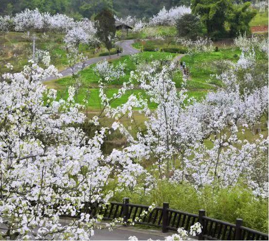 成都周边花海一日游，成都出发1h赏千亩梨花