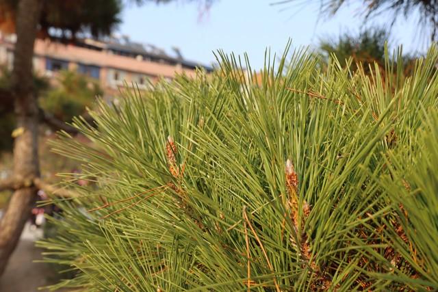 2米高罗汉松价格多少，2米高罗汉松价目表