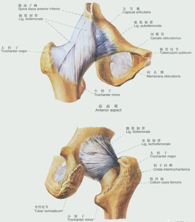 后纵韧带解剖图，颈椎的韧带有哪些