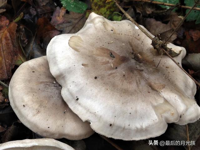 10种食用蘑菇大全，看准了别趴下教你认识十四种蘑菇及其口味