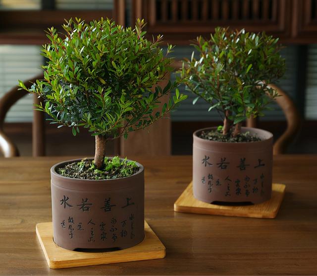 小叶紫檀盆景图片，小叶紫檀盆景养护技巧（盆景首选小叶紫檀）