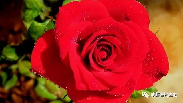 月季移栽最佳时间，月季几月份移栽最好（换一盆爆一盆）