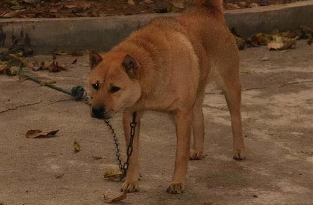 如何把土狗饲养得更好，土狗怎么饲养才好养