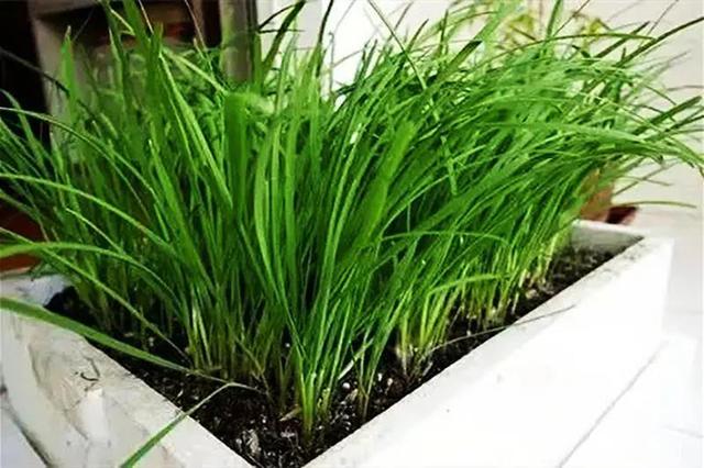 韭菜怎么保存才能长得更好，把韭菜种在箱子里