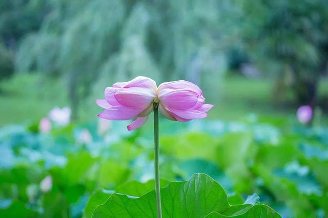 莲象征着什么样的品质，家里安置一“莲花”