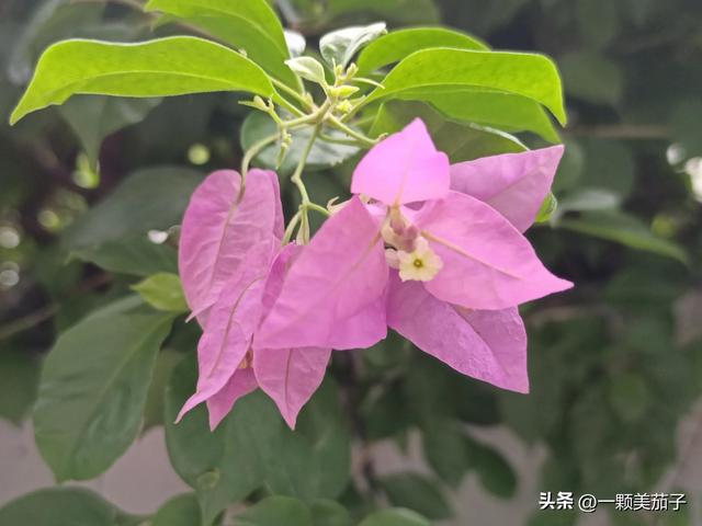 三角梅的含义与花语，最美三角梅广东叫