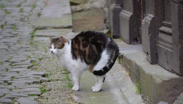 从猫咪的尾巴能看出什么，猫咪尾巴会说话