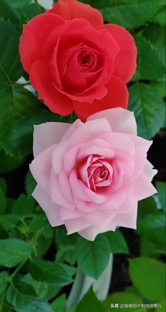 精美高清鲜花壁纸，漂亮鲜花送给您