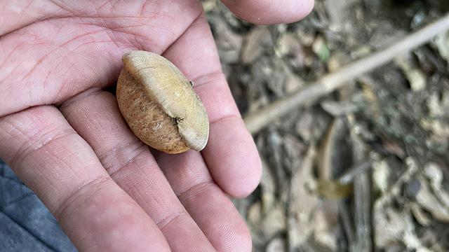 广州徒步登山经典路线，​黄埔秘境在这里
