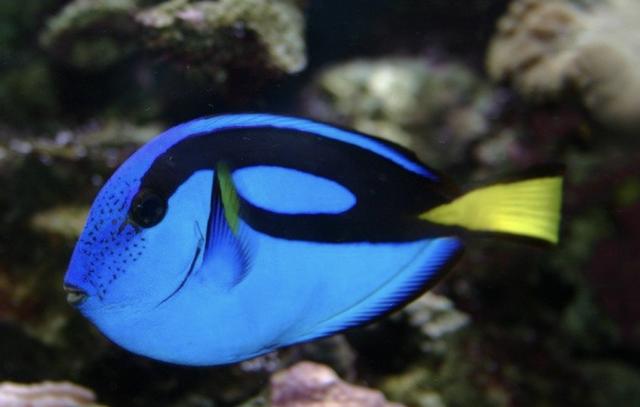 海缸新手教程，海缸入门介绍