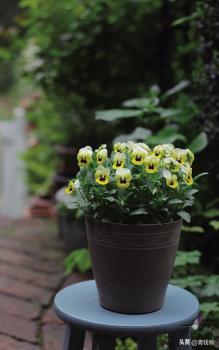 角堇从种子到开花，小花园年年增加的植物--角堇