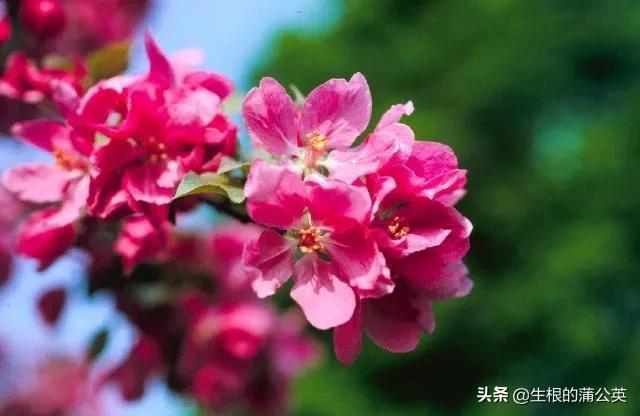 漂亮又好养活的海棠花，7种花很“勤奋”