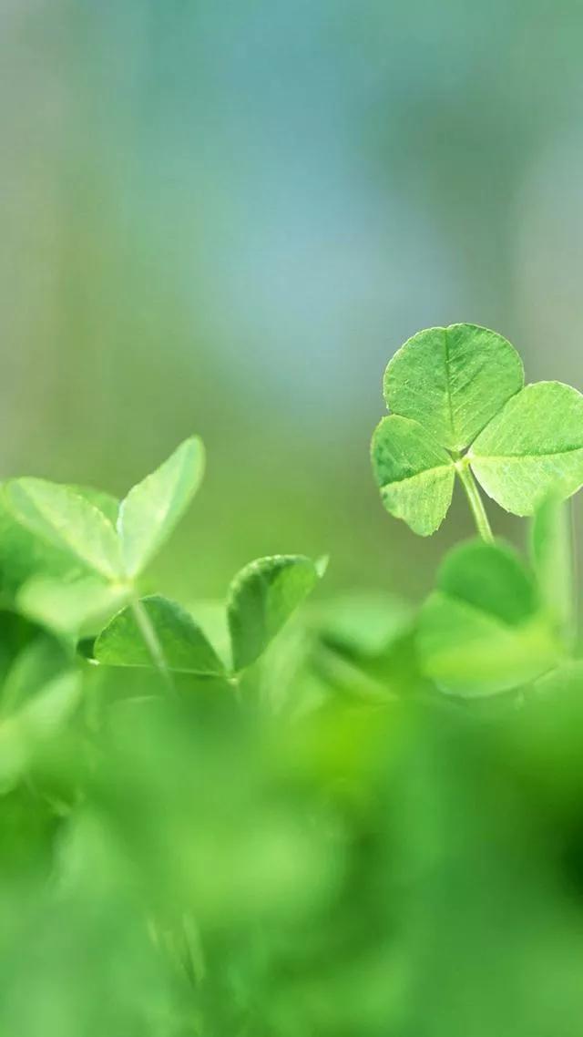 多种创意及超高清手机壁纸绿色，高清绿色系手机壁纸推荐