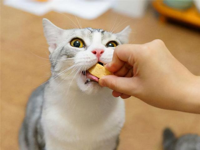 猫咪宜吃什么食物，最适合喂猫的7种食物