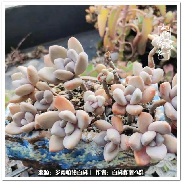 好养的容易上色的景天科多肉，景天科常见多肉图鉴不完全版D系列